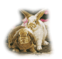 pascua  conejos dubravka4 - Free PNG