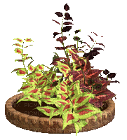Bloemen en Planten - GIF animado gratis