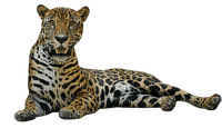 leopard milla1959 - 免费PNG