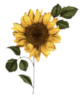 kikkapink border flowers  deco sunflower - gratis png