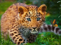 Babypanther - Gratis geanimeerde GIF