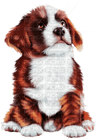 loly33 chien - Free PNG