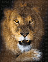 maj gif femme lion - Animovaný GIF zadarmo