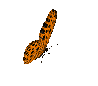 Mariposa...Gif - Безплатен анимиран GIF