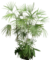 Tropical.Plants.Palm.Palmier.Victoriabea