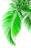soave deco summer animated palm leaves green - Gratis animeret GIF