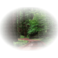 bosque - zdarma png