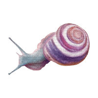 snail - nemokama png