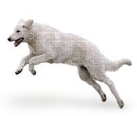kuvasz hungarian sheepdog jumps - gratis png