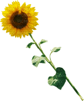 sunflower - darmowe png