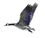 Flying goose - Δωρεάν κινούμενο GIF