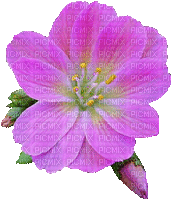 Pink Flower Fleur Floral - Gratis animeret GIF