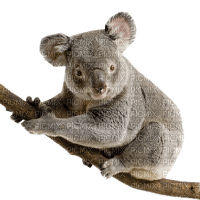 Koala - фрее пнг