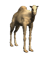 Camelo - 免费动画 GIF