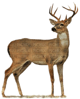 Deer - png gratuito