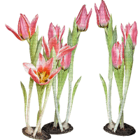 tulipe.Cheyenne63 - δωρεάν png