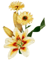 cvijeće - Free PNG