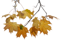 Autumn.Automne.Branch.branche.Victoriabea - PNG gratuit