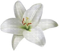 white lily - ilmainen png