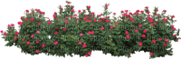 Kaz_Creations Bush Flowers - png gratuito