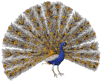 peacock gif glitter paon