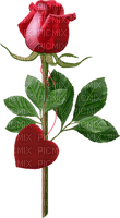 maj rose - безплатен png
