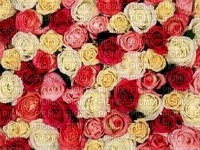 розы - ücretsiz png