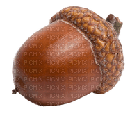 acorn - zdarma png