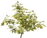 tree by nataliplus - png gratis