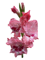 Fleurs rose - Безплатен анимиран GIF