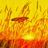 Papillon - Ingyenes animált GIF