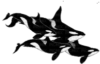 cecily-baleines animees tube - Бесплатный анимированный гифка