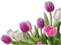 pink white flowers tulips sunshine3 - PNG gratuit