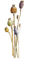 dried poppiesBb2 - ilmainen png