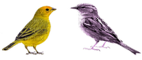 oiseaux - 免费PNG