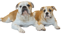 bulldogge dog - ücretsiz png