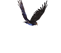 eagle - Zdarma animovaný GIF