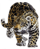 leopard bp - Free PNG
