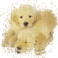 chiens - 免费动画 GIF