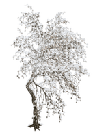 arbre hiver - nemokama png
