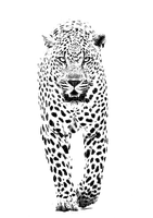 Leopard - бесплатно png