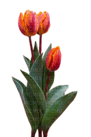 kukka, flower, fleur - бесплатно png