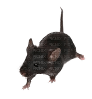 mouse katrin - png gratuito