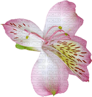 lily flower - PNG gratuit