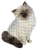 Tube Animaux Chat - 無料png