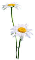 Flowers.Daisies.White.Yellow - png gratuito