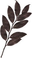 set Cacao-blad-leaf-kvist-minou52 - 免费PNG