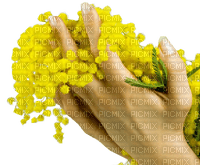 mimosa,hand - gratis png