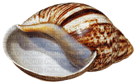 sea shells bp - δωρεάν png