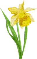 daffodil Bb2 - Free PNG